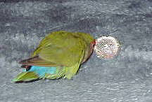 �������������[�A��������ėV�Ԃ񂾁`��