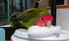 �����͂˃F�A�A�A�܂�Ȃ������񂾂悧�`�B�B�B