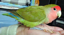 ����H�Ȃ񂩍����͂��͂�A�����Ȃ����H�H