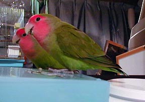 �ڂ��̂��C�ɓ���̏ꏊ�Ȃ́�