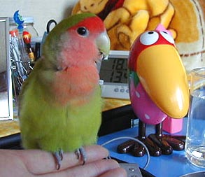 �ق�Ƃ͂ˁA�ڂ���������Ƃł������񂾂�I