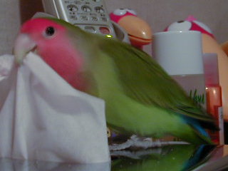 �Ӂ[��ӂӁ[��ӂӂ��`���