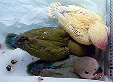 �ォ�炵�񂿂��A���������A�̂肿���􂩂�䂢���`��(������)��