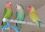 ����A�ڂ��A�ق��邨�˂������ɂȂ�ɂ����ĂȂ�����ˁ`