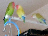 �͂��A�ق��邨�˂������I�ڂ��ǁ[���Ă��[���킩��Ȃ��̂��`�I