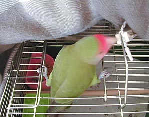 �n�Y�J�V�C����A���Ȃ��Ł`�I(��m��)