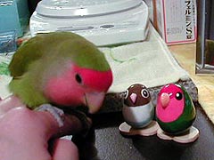 �ڂ��͂ˁA�g�����h���Č����́B��낵���ˁ�