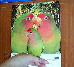 �ڂ��A�ǂ��ɂ��邩�킩�������H