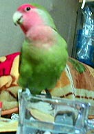 �v���Ԃ�ɁA�����т��悤���ȁ�