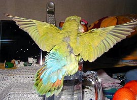 �H�����L���C�ɂȂ������Ȃ��`�H