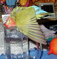 ���x�͂���������`�I