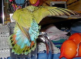 �����[�̂��I