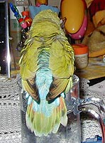 �ӂ��`�B�i�S���͂΂��΂��΂��E�E�E�j