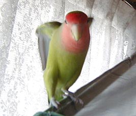 �V�g�݂����ł����