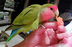 �ӂ����˂���������D���������A�݂��񂾂��