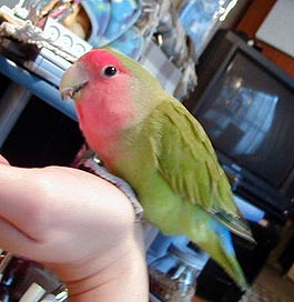 ���������C�����I���͂񂪂��������`��