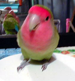 �܂܁[�A�Z���������˂��B