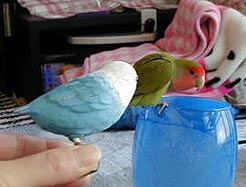 ���A���݂͂�����H