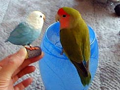 ���ǂ������E�E�E�ׂ邩�Ȃ��B�B�B