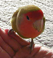 �ӂӂӂ��A�����񂲂݂������`��