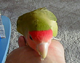 �ȂɂȂɁA�ǁ[�����́H