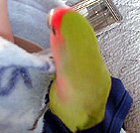 �˂˂ˁA�ǂ��s���́`�H