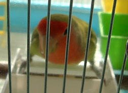 �ǂ������ǂ��������I