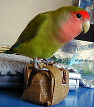 ���Ɓ[�����̋��s�̂��݂₰�����