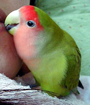 �܂܂́A�H�����Ȃ������ςȂ񂾂悧�B