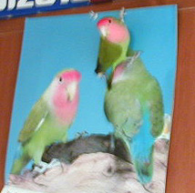 �ڂ�����������ɗV�Ԃ��`�I