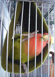 �܂܂��`�A�����ŗV��ł邩��Q�ĂĂ�����`�B