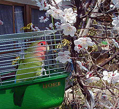 �~�̂��ԁA���ꂢ���������