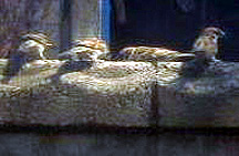 ���̉��ɂӂ����˂������̕ʑ�������񂾂��B