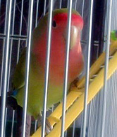 �ڂ��̂��C�ɓ���̉��F���͂��������