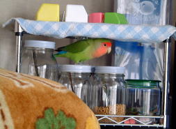 �����̂��͂�A�ڂ���̂������