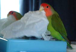 �e�B�b�V���H�Ȃ񂩋C�ɂȂ�񂾂悧�B