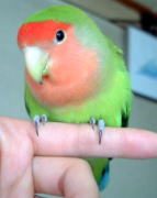 �Ȃ��ɁH�ڂ��j�̎q������I