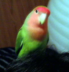 �ڂ��̃p�p�������`���