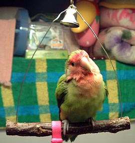 �����C���Ȃ́�