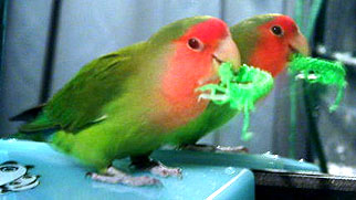 �搶�ɗ_�߂�ꂿ�������