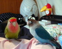 ���܂����F���߂܂��āA���܂ł����낵���ˁI�@�����F���߂܂��āI��H�ӂ����˂������Ɏ��Ă�H