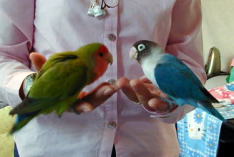 �����F�Ȃ񂾂悧�`�I�}�}�������₾�悧�`�@�@�@���܂����F�ǂ������́H���̎�͂ڂ��̃}�}����H