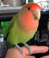 �P���N����􂱂ꂩ�����낵���ˁ�