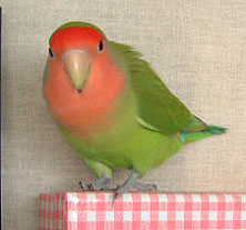 ����A���Ɓ[����񂪂����́H�����ƈ��߂邩�Ȃ��H�H�H