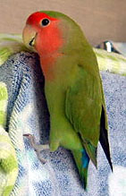 �ڂ��̐V�������z�c�I�C�ɓ��������������