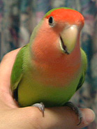 �V�����������ɗ�����I