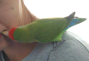 �������`�_�C�X�L(*^v^*)