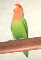 �J�[�e�����[���A���C�ɓ��肳��