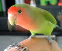 �����ς��H�ׂ��H�̎���Ɂu������I�v�Ă��Ԏ������g�R�B