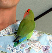 �p�p���A���͂���I�I